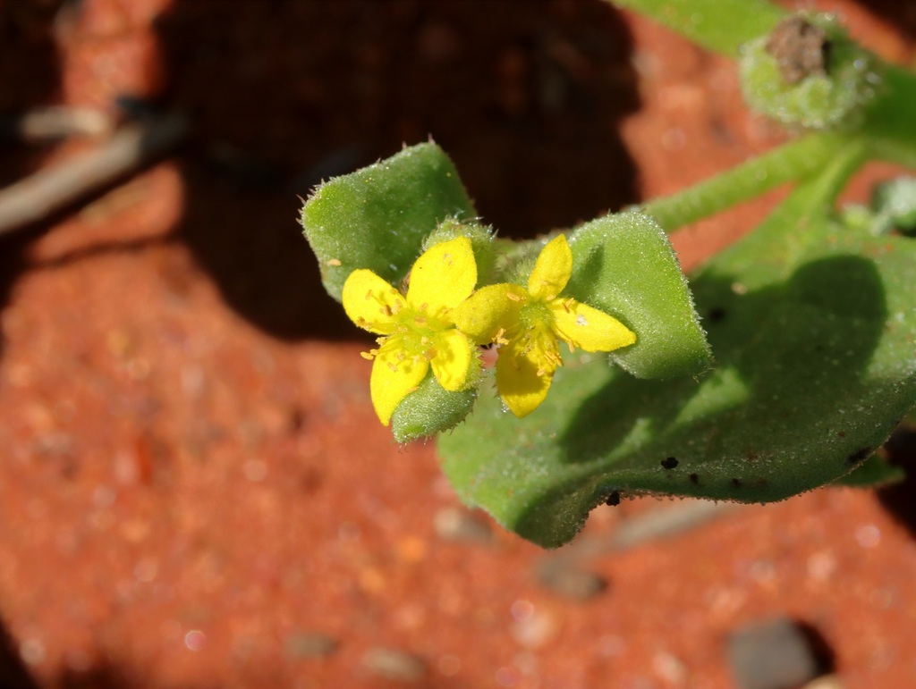Tetragonia coronata