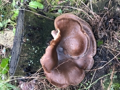 Pleurotus ostreatus
