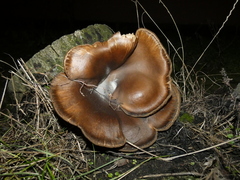 Pleurotus ostreatus