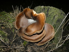 Pleurotus ostreatus