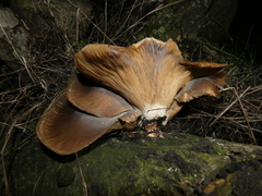 Pleurotus ostreatus