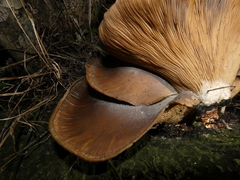 Pleurotus ostreatus