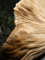 Pleurotus ostreatus
