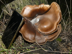 Pleurotus ostreatus