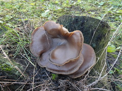 Pleurotus ostreatus