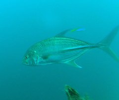 Caranx papuensis