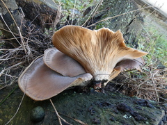 Pleurotus ostreatus