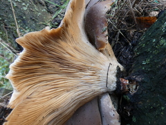 Pleurotus ostreatus