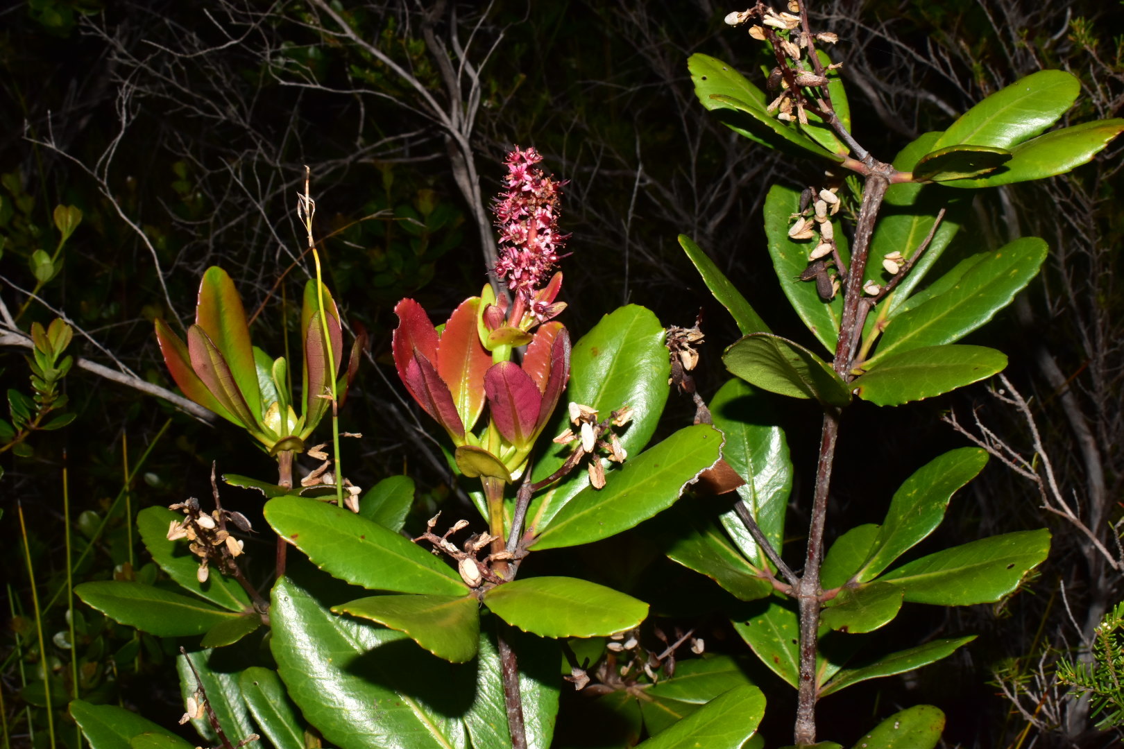 Cunoniaceae