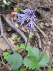 Soldanella