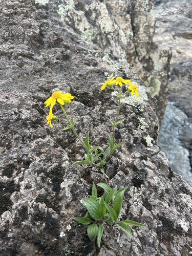 Northern Arnica (Arnica lonchophylla)
