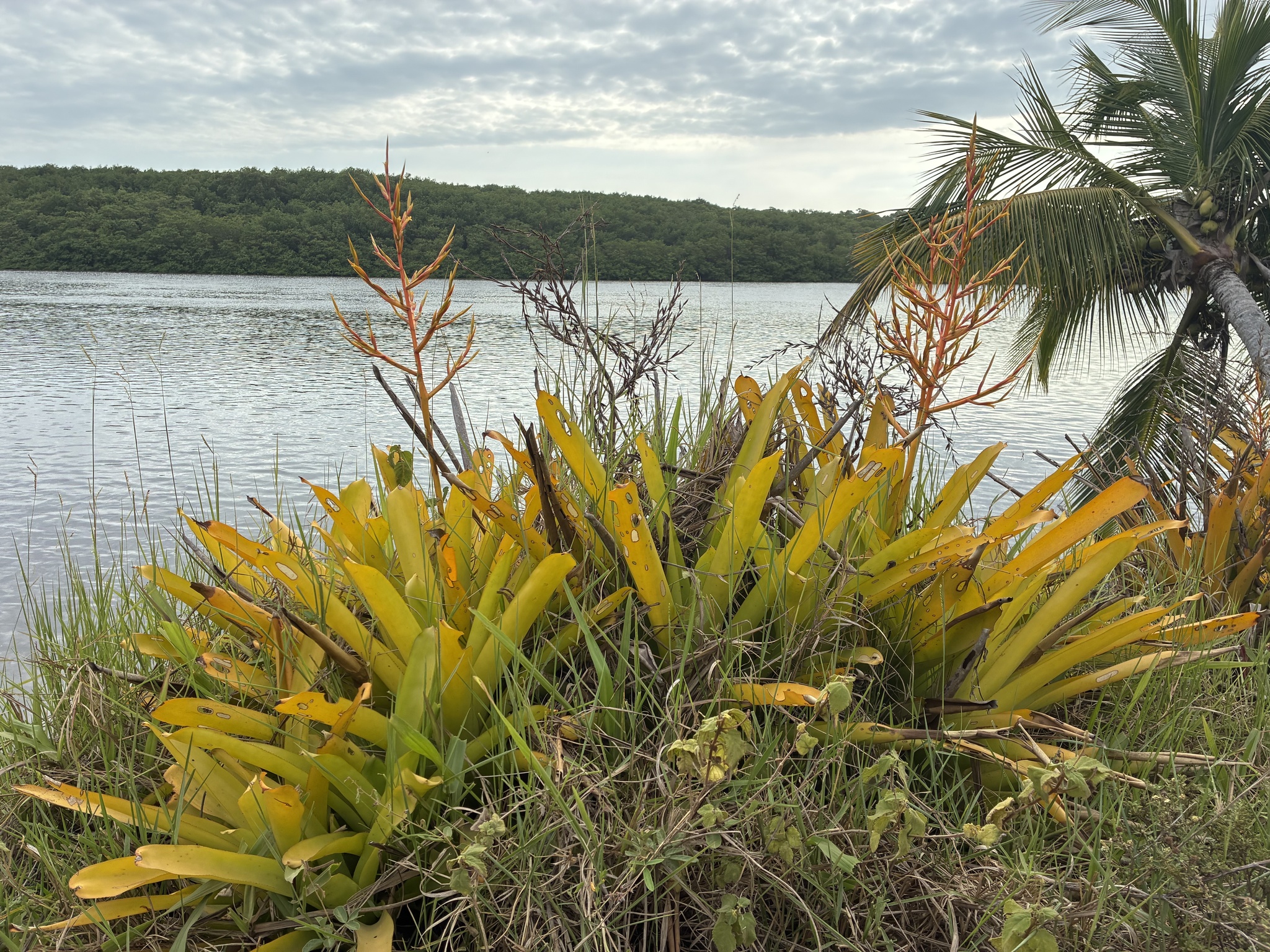 Aechmea blanchetiana