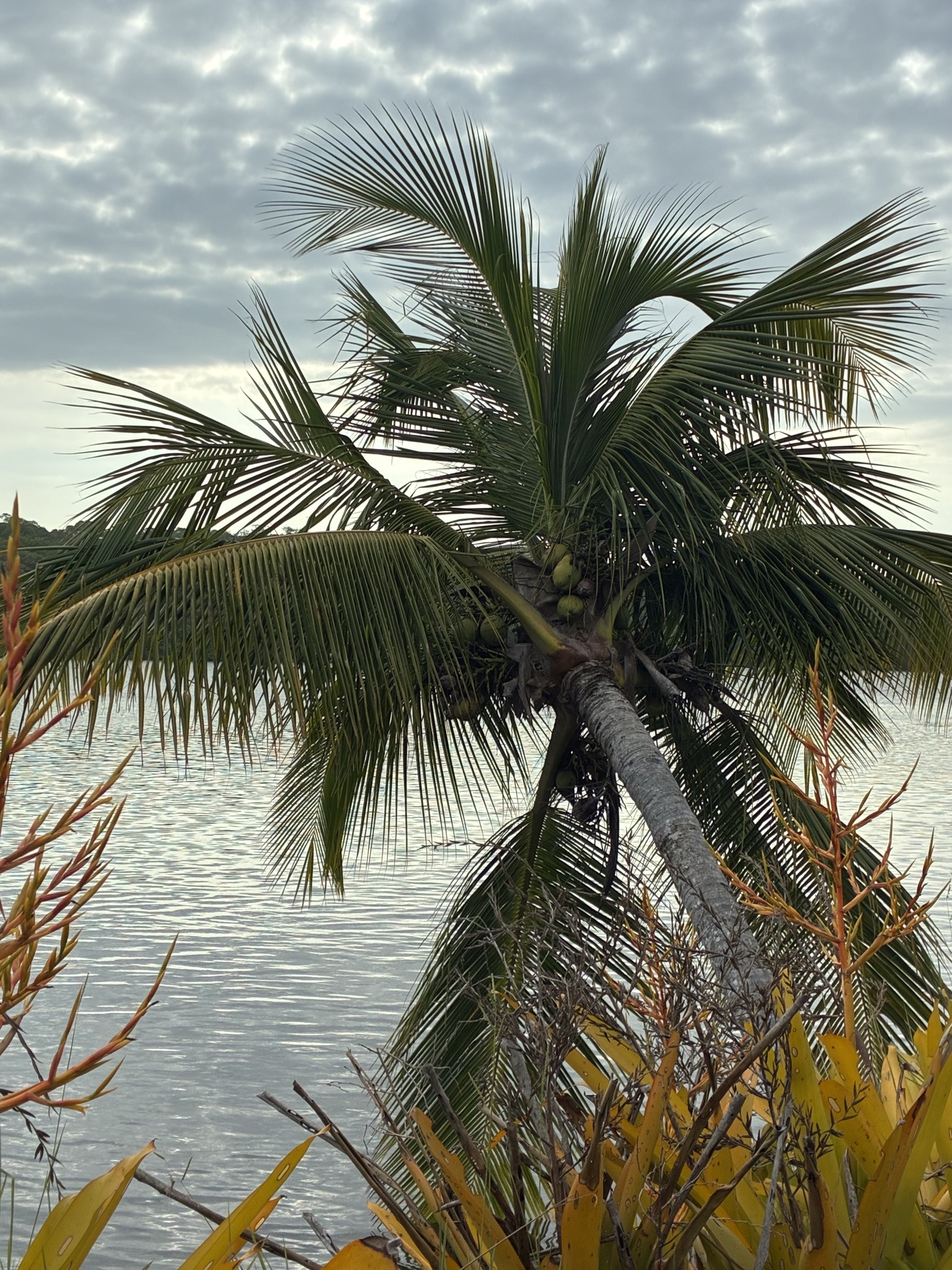 Cocos nucifera