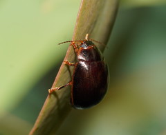 Paropsisterna rufipes