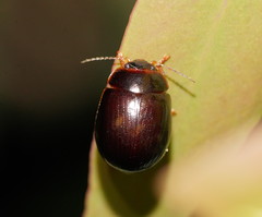 Paropsisterna rufipes