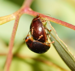 Paropsisterna rufipes