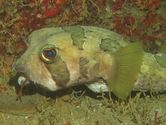 Black-Blotched Porcupinefish photo 2
