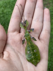 Pulchriphyllium bioculatum