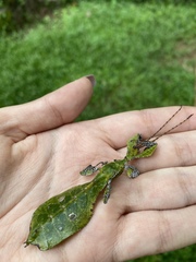 Pulchriphyllium bioculatum