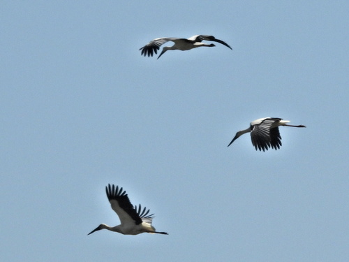 Oriental Stork (Ciconia boyciana), photo 5