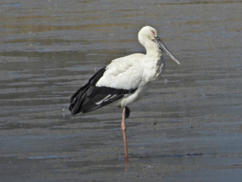 Oriental Stork (Ciconia boyciana), photo 4