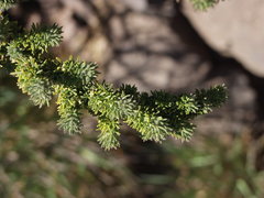 Adenocarpus viscosus image