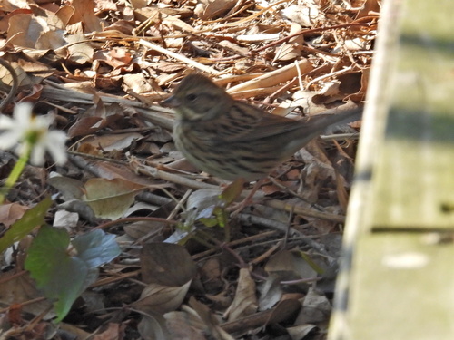 Black-faced Bunting (Emberiza spodocephala), photo 4