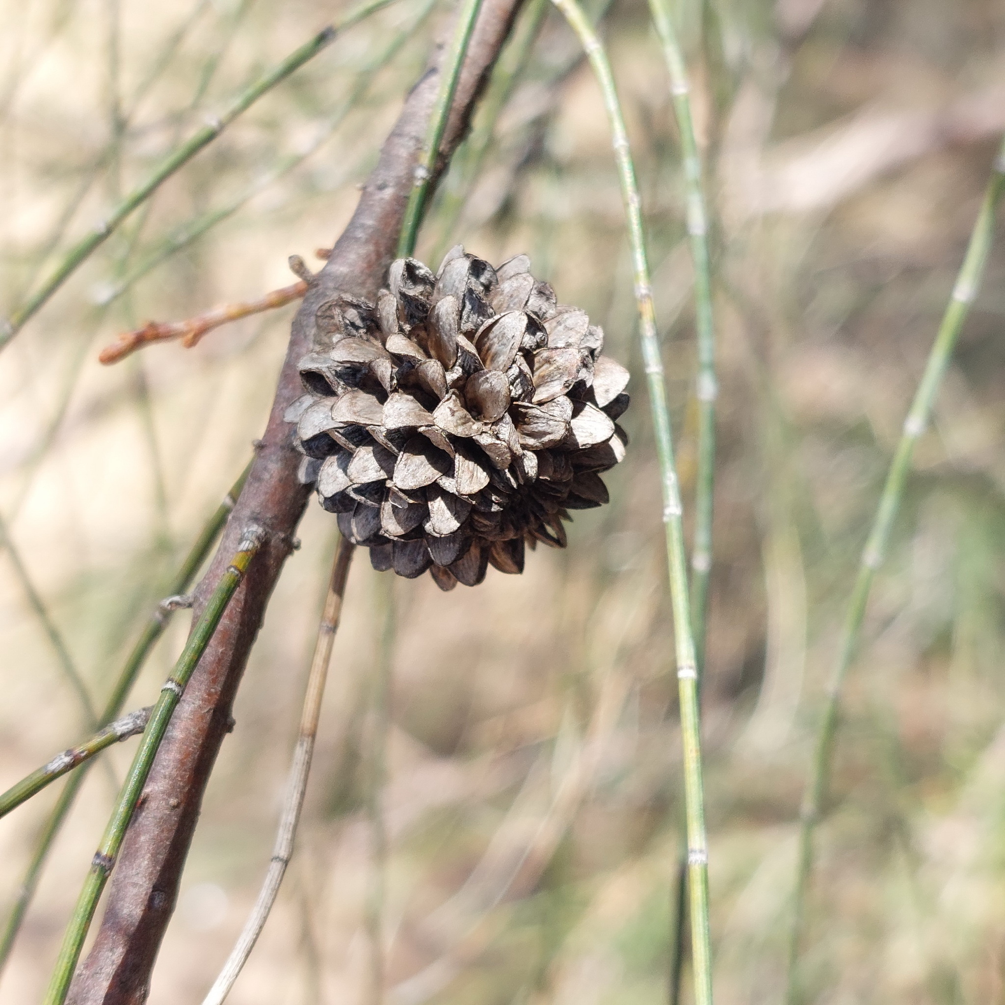 Belah (Casuarina cristata)