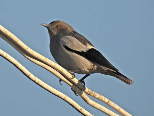 White-shouldered Starling (Sturnia sinensis)