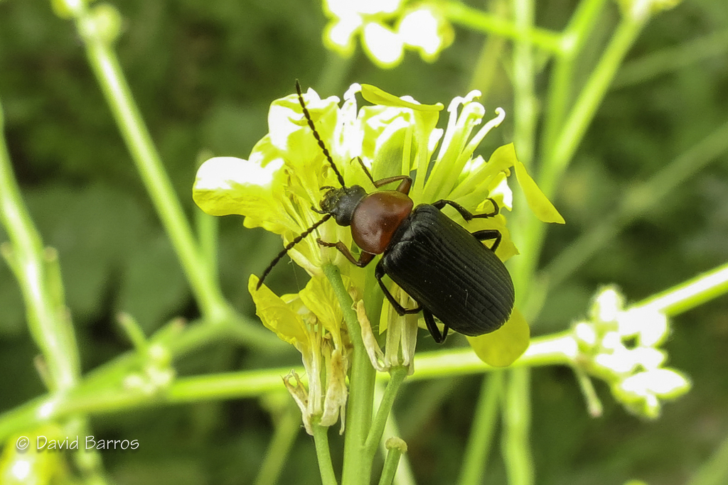 Heliotaurus rufithorax