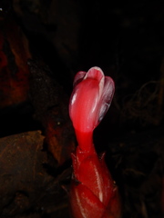 Hornstedtia