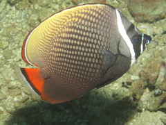 Chaetodon collare