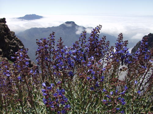 Image of Echium thyrsiflorum by no rights reserved