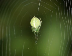 Araneus psittacinus