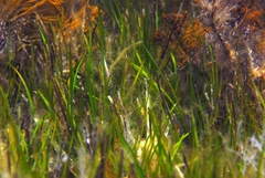 Zostera tasmanica