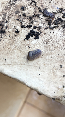 Armadillidium granulatum