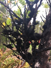 Weinmannia trichosperma