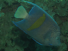 Pomacanthus maculosus