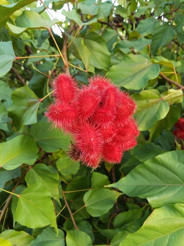 Lipsticktree
