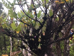 Weinmannia trichosperma