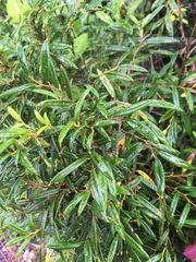 Philesia magellanica