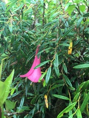 Philesia magellanica