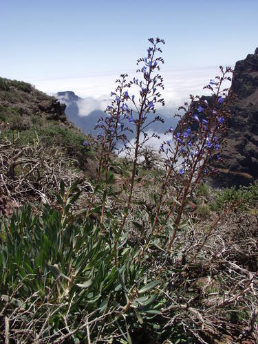 Image of Echium thyrsiflorum by no rights reserved