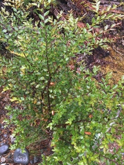 Nothofagus nitida