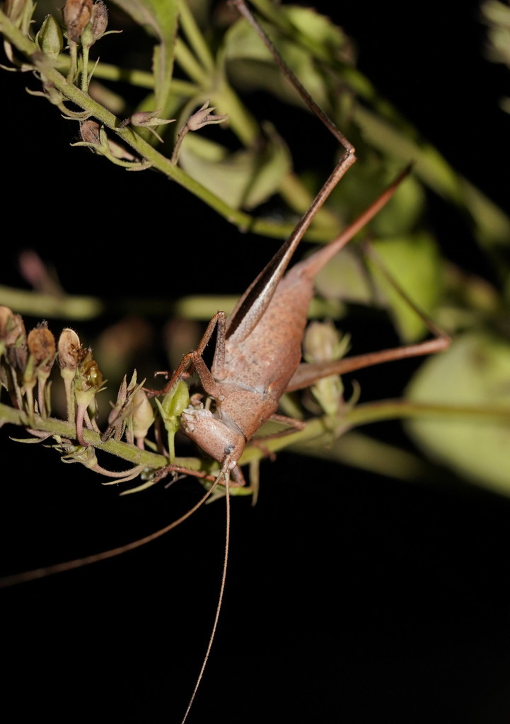 Lanciana montana