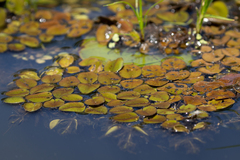 Salvinia auriculata, photograph (c) Chris Kirby-Lambert, some rights reserved (CC BY)