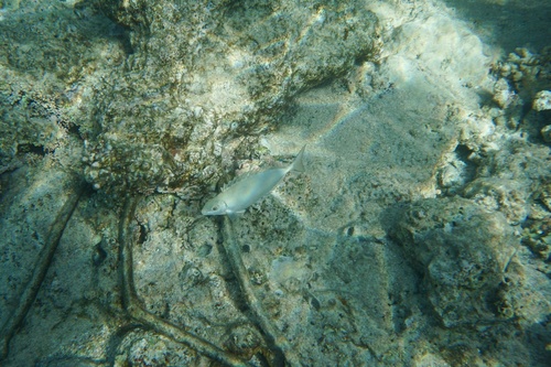 Marbled spinefoot (Siganus rivulatus) — Siganidae