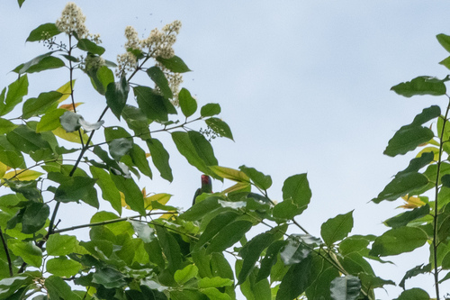 Charmosyna placentis observed 2025-10-21