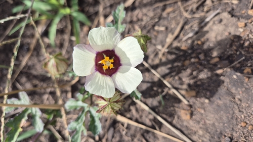 flower-of-an-hour