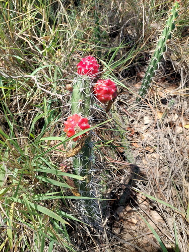 Spiny Snake Cactus (Harrisia tortuosa)